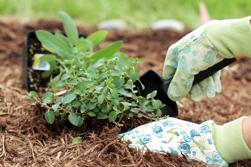 Professional hedge maintenance for local properties in Grahame Park