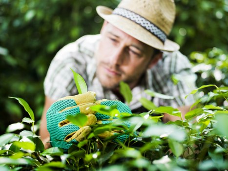 Weed control and border care for garden maintenance in Grahame Park