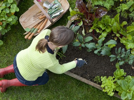 Grass feeding and lawn treatment in Grahame Park garden